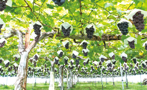 <span>山形のぶどう特集</span>大粒ならではのはじけるような食感と清々しい甘さをぜひご堪能ください。