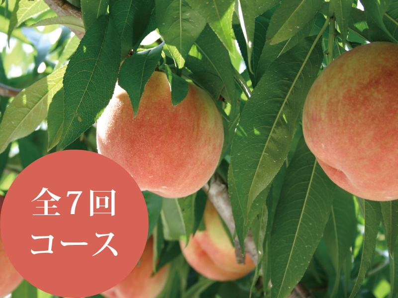 東根のもも頒布会