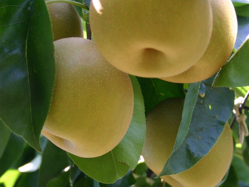 櫛引産の梨
