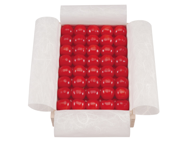 加温ハウス栽培「佐藤錦  特撰」500g桐箱入