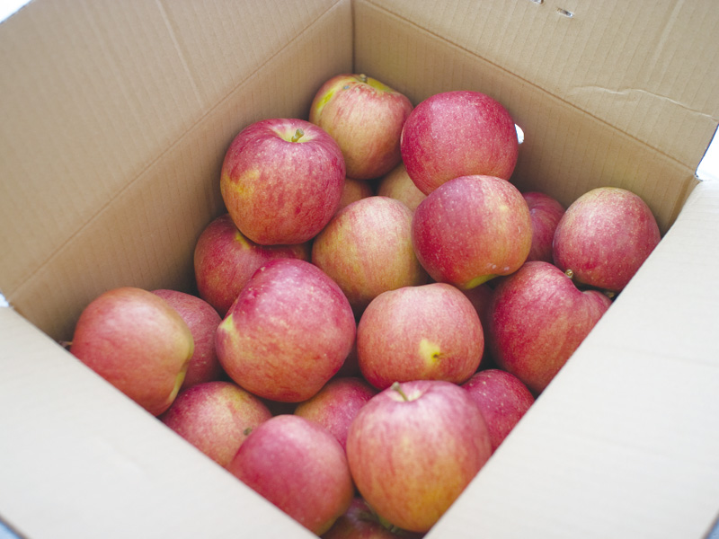 お得なふじりんご約10kgばら（家庭用）