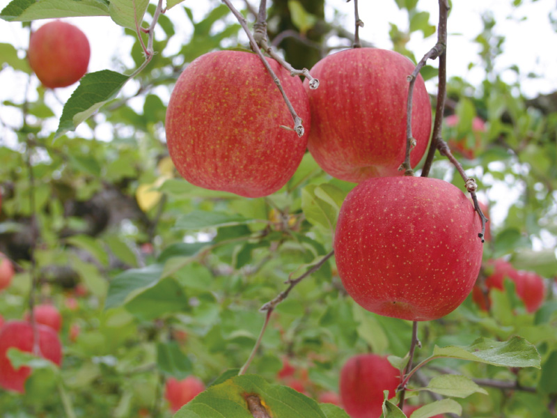品種おまかせりんご約10kg40玉（家庭用）