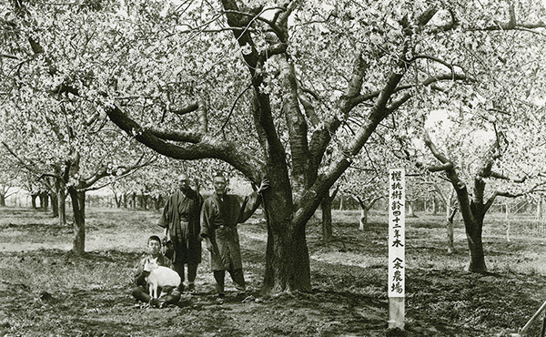 <span>さくらんぼ「佐藤錦」誕生秘話</span>さくらんぼの王様「佐藤錦」の生みの親である佐藤栄助翁は、当店の先祖にあたります。