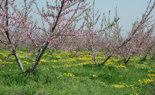 <span>自然が育む村山平野</span>色とりどりの花咲く村山平野に足を運び、芭蕉が歩いた道を辿ってみてはいかがでしょうか。