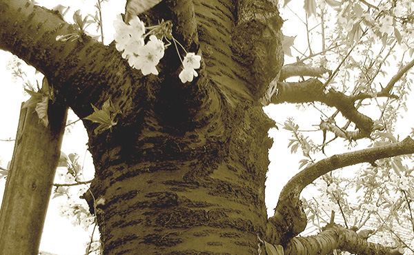 <span>山形さくらんぼの歴史</span>日本で本格的にさくらんぼの栽培が始まったのは明治時代のこと。